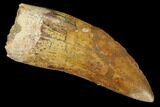 Serrated, Fossil Carcharodontosaurus Tooth - Morocco #110441-1